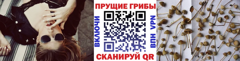 Купить закладки  Ленск  Псилоцибиновые грибы мухоморы 